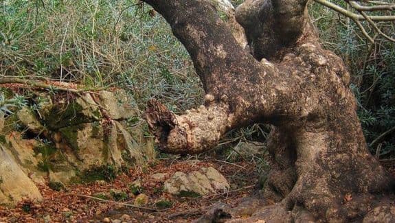 Betzet Stream