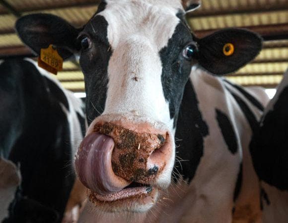 Dugma Dairy Farm – Tours, Workshops & Groups