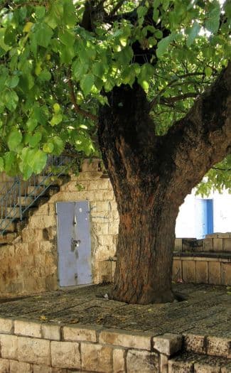 פקיעין כיכר המעיין