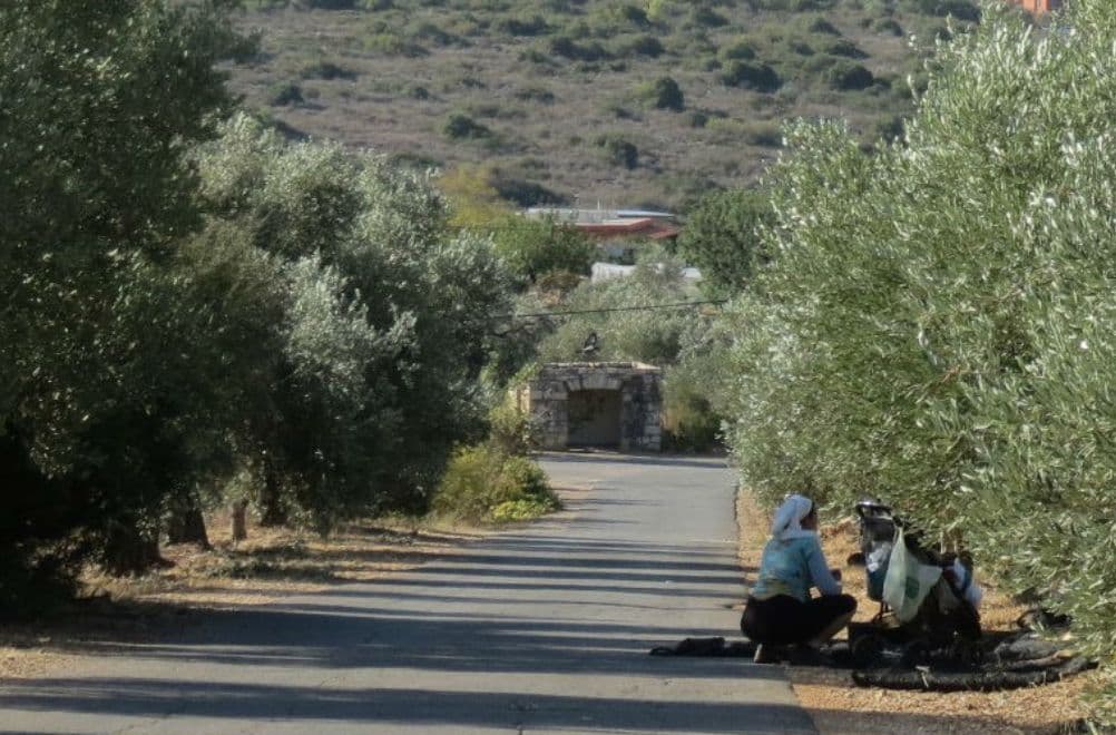 מסיק בגליל המערבי