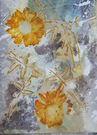 סטודיו חסי נוה